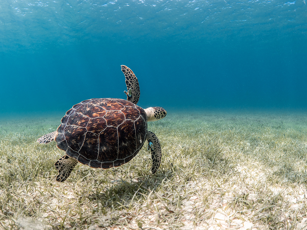 Sea turtle seen underwater
