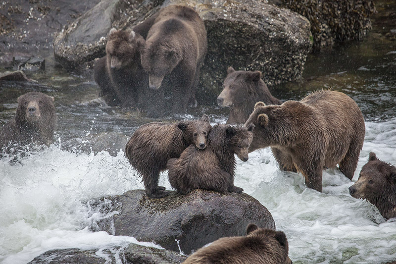 Bear cubs seen on UnCruise Adventures Alaska cruise