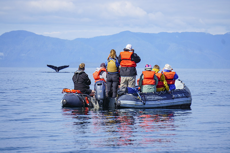 Whale watching from an UnCruise Adventures skiff