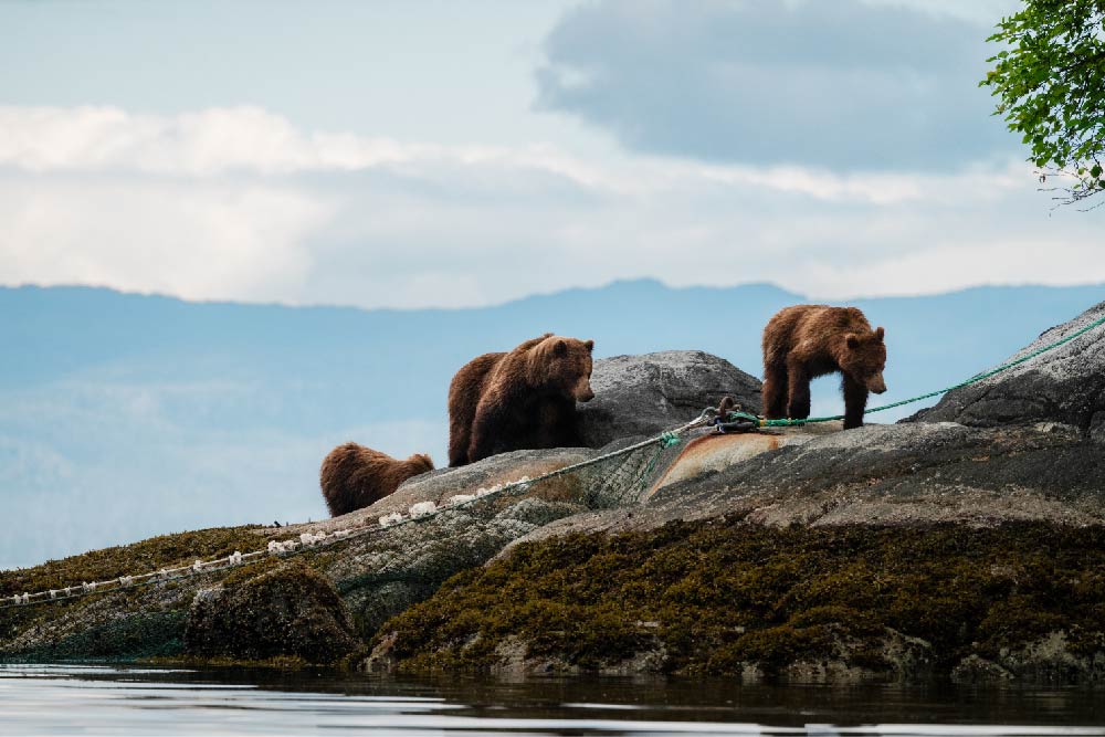 UnCruise Adventures bears on shore in Alaska