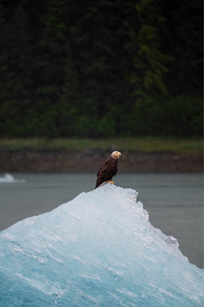 UnCruise Adventures - eagle in Glacier Bay, Alaska