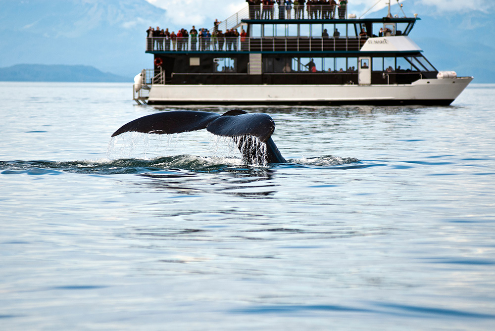 Whale watching tour in Alaska