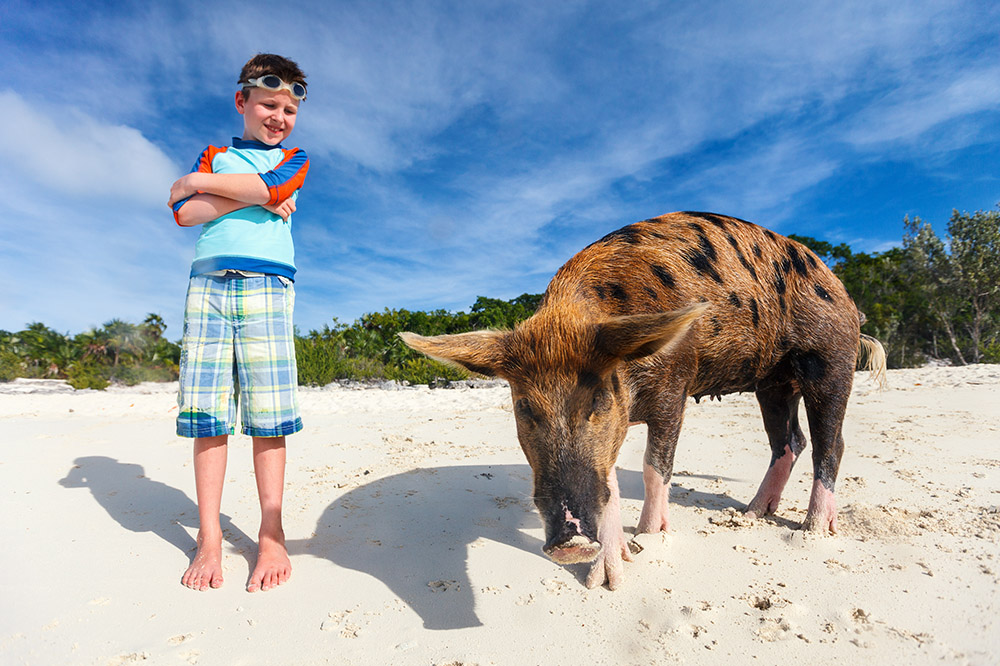 A boy and a pig on the beach in Exumas, Bahamas