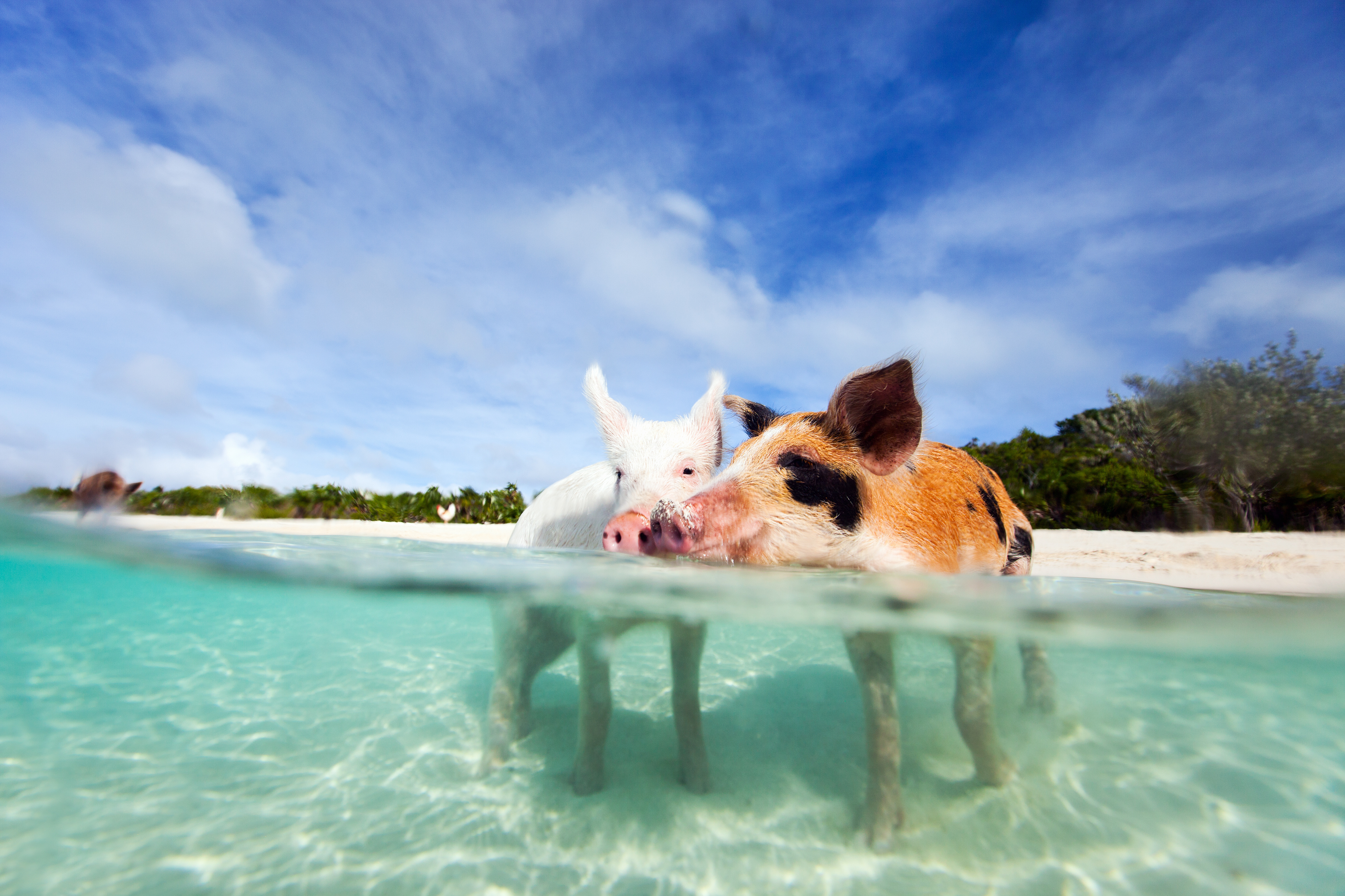 Swimming pigs in the Exumas, Bahamas