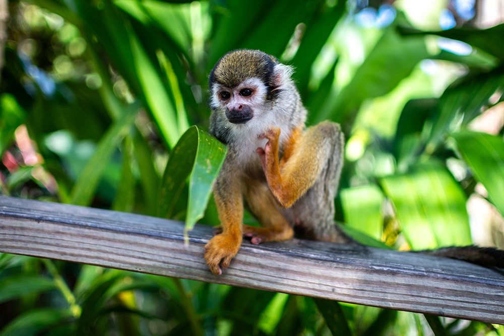 Money at Monkeyland in Punta Cana