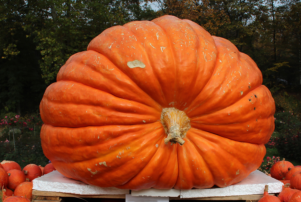 Giant Pumpkin