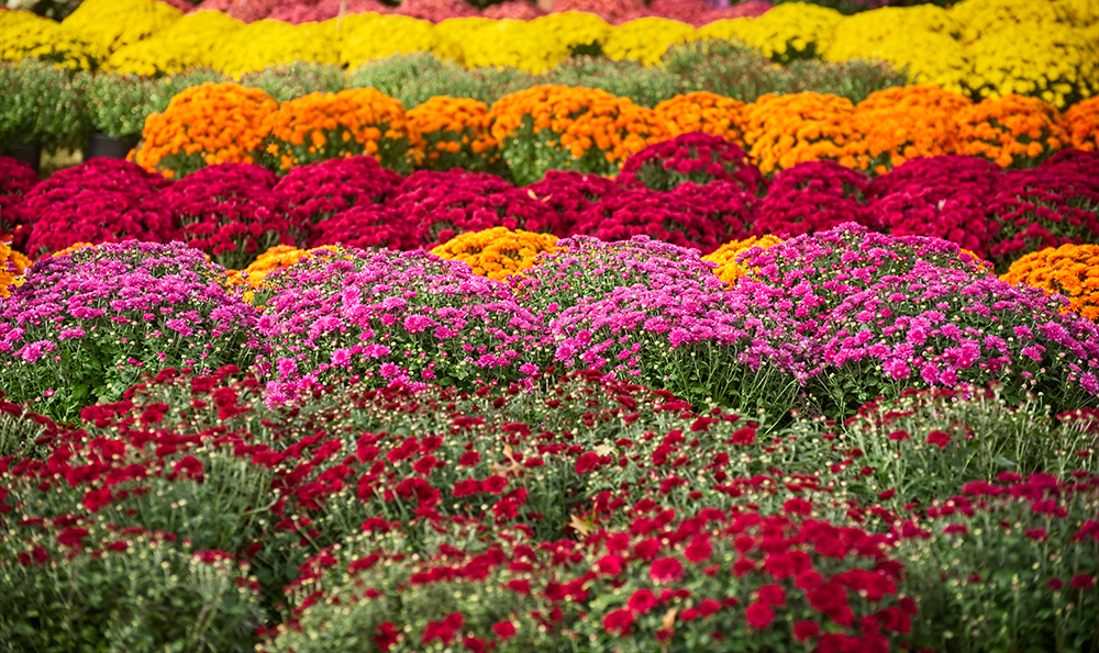 rows of Chrysanthemums