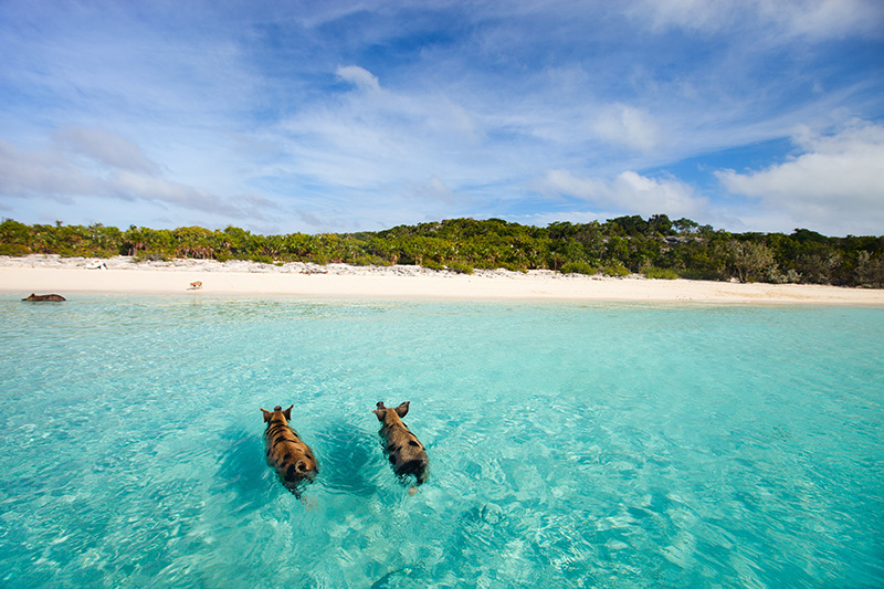 Swimming Pigs in Exuma