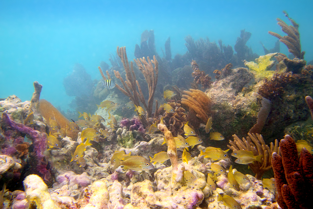 Coral Reef
