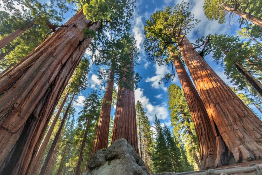 Yosemite National Park