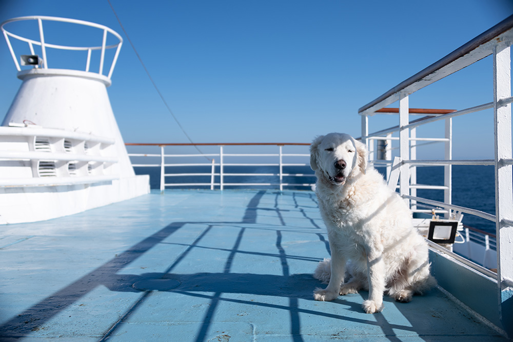 Dog on ferry