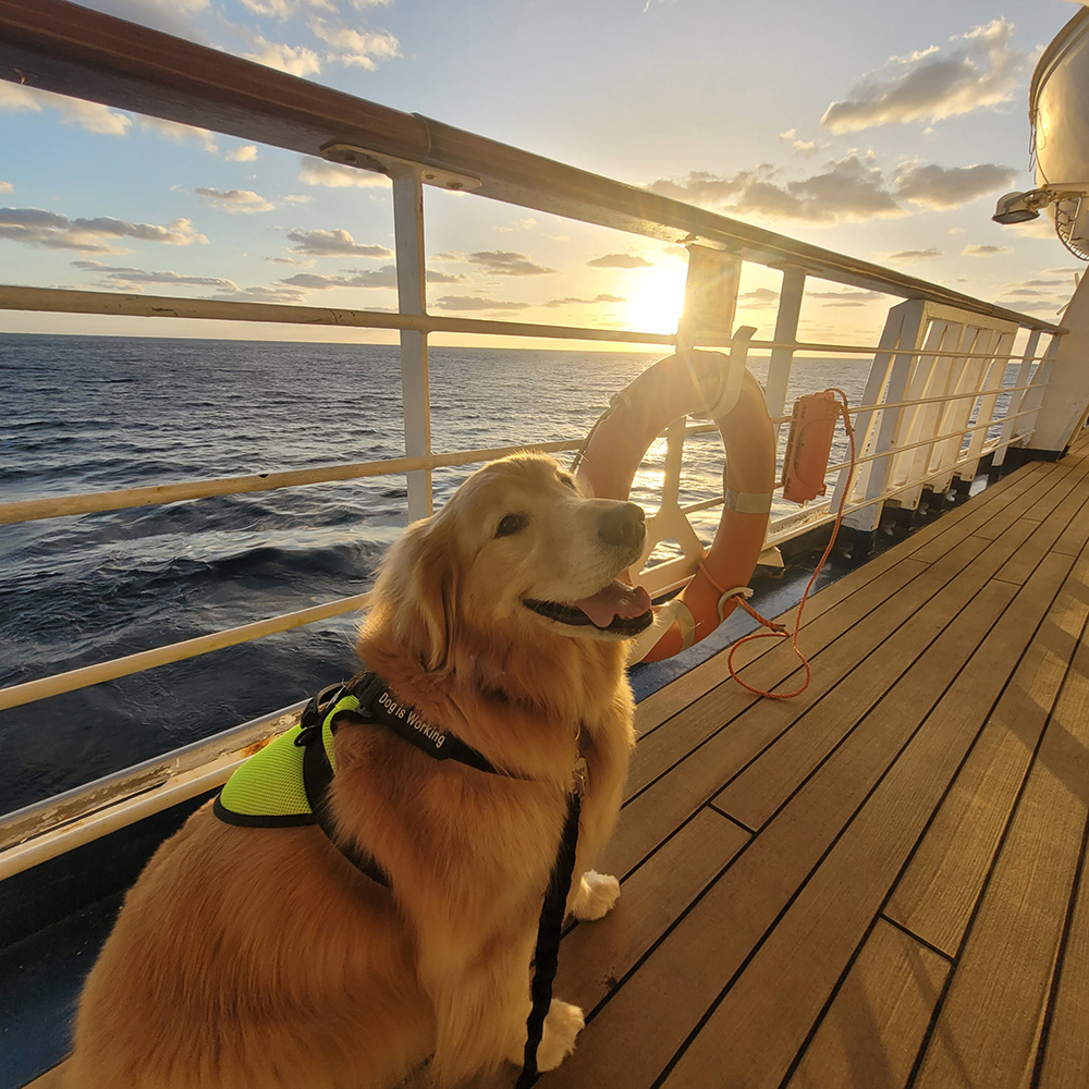 Service dog on ship