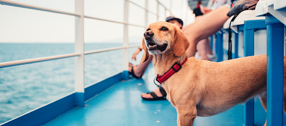 Dog on boat