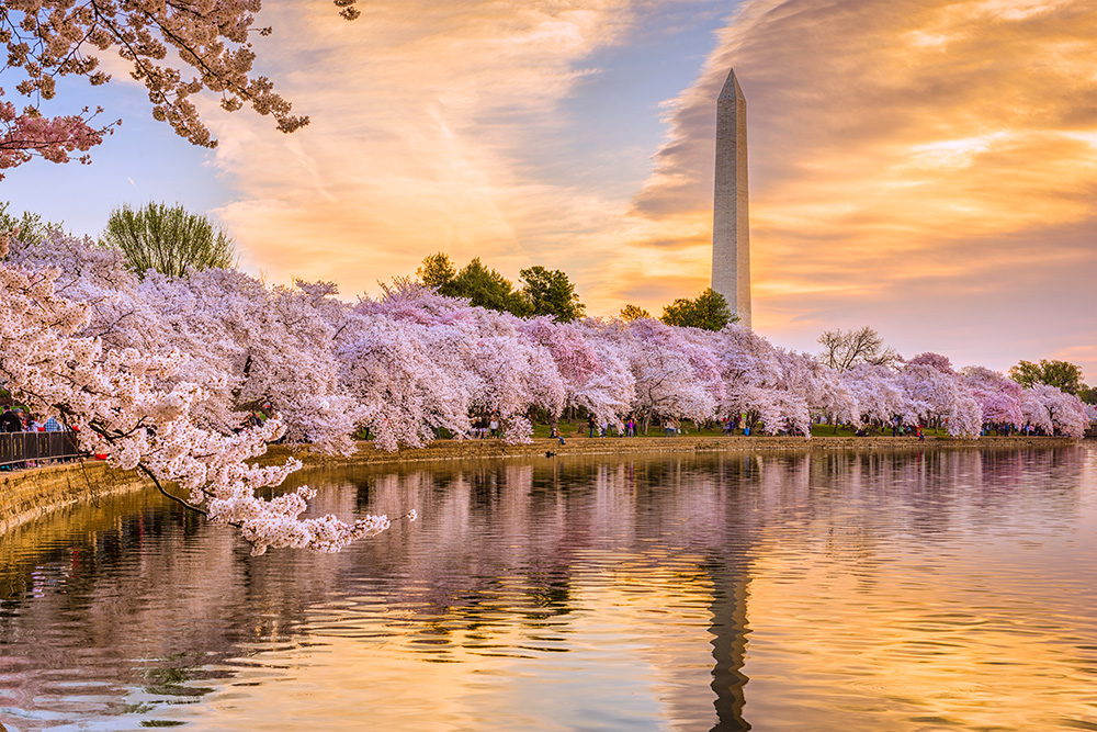 Cherry blossoms in Washington D.C
