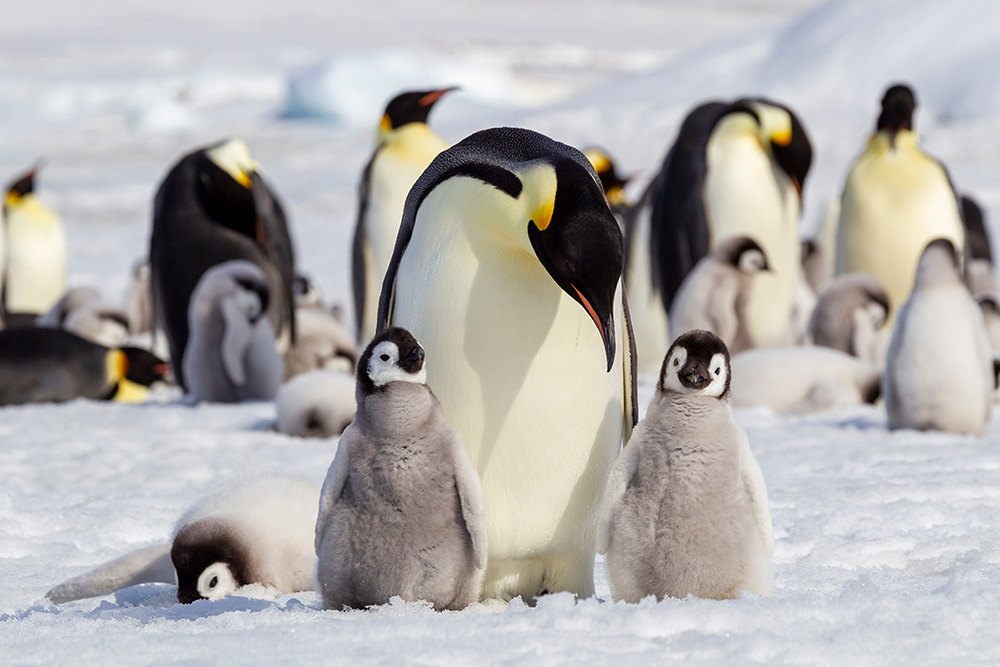 Antarctica penguins and chicks
