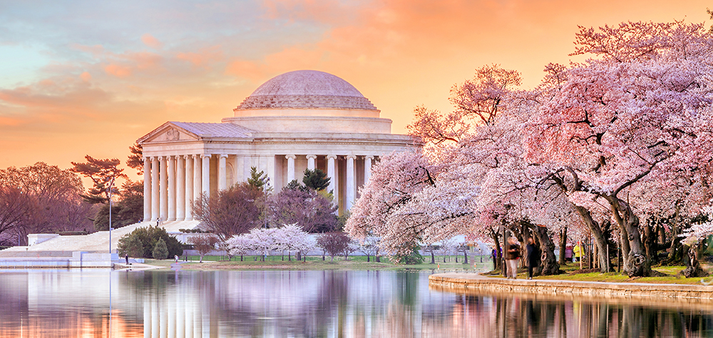 Cherry blossoms near Jefferson Memorial in Washington D.C.