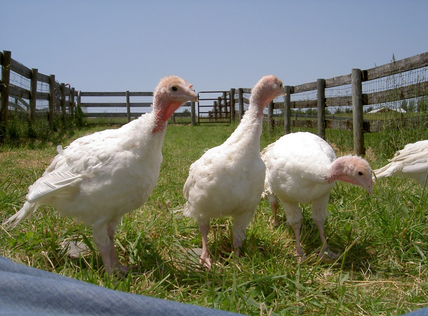 Chicky Turkey Chicks Rescued from Factory Farm Hatchery Farm Sanctuary