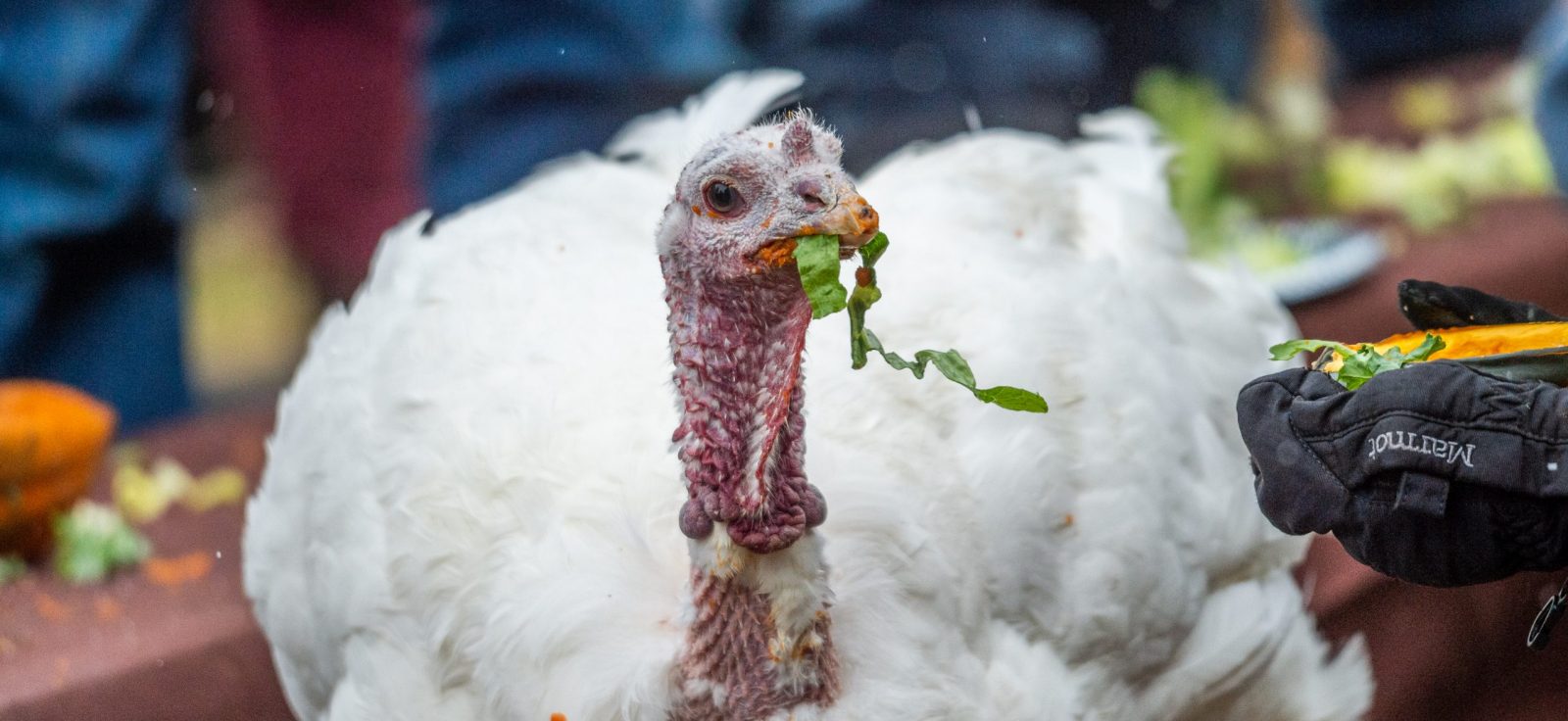 turkey sanctuary near me