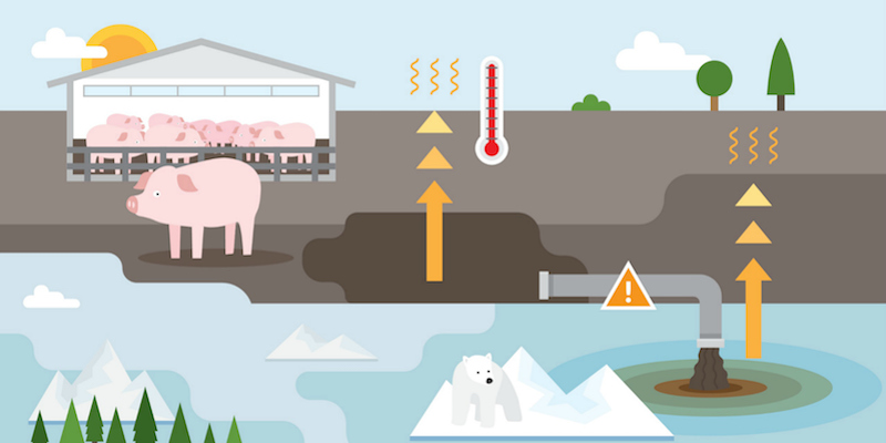 Sustainable Future Curriculum Infographic Sustainable Future Curriculum Infographic