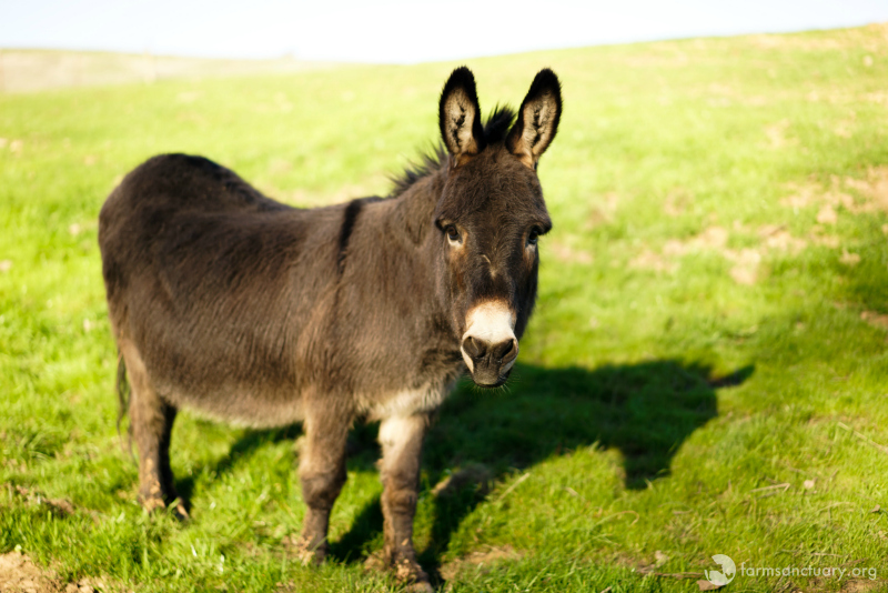 Albert Donkey Albert Donkey