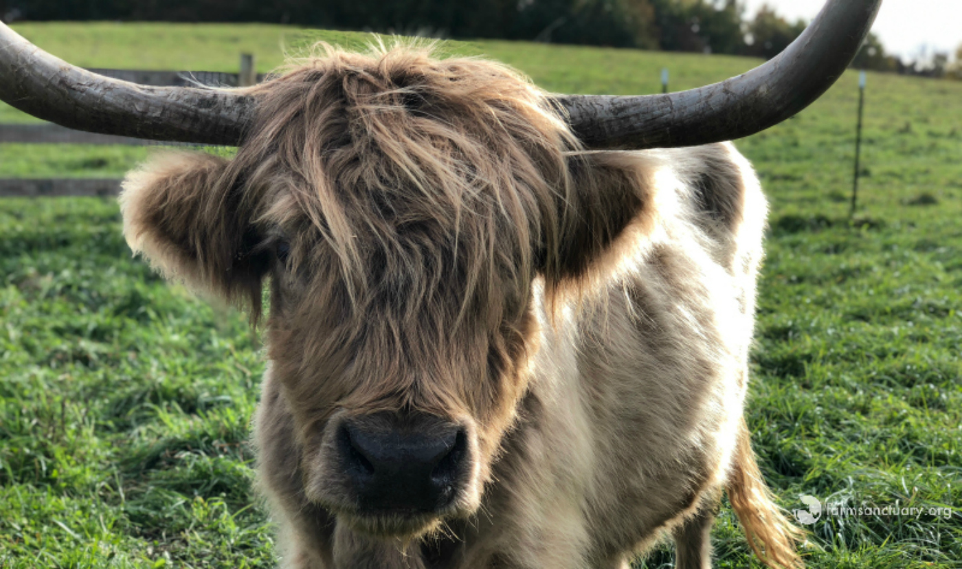 Sweet Pea Cow at Farm Sanctuary Sweet Pea Cow at Farm Sanctuary