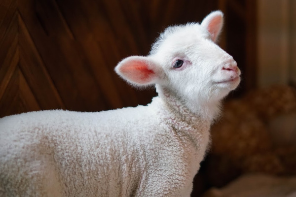 Max Lamb Animal slide 6