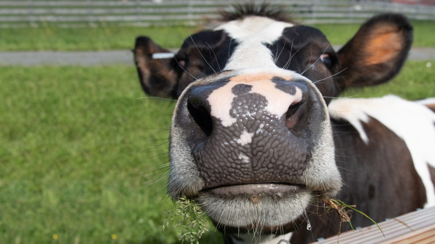 cattle rescue near me
