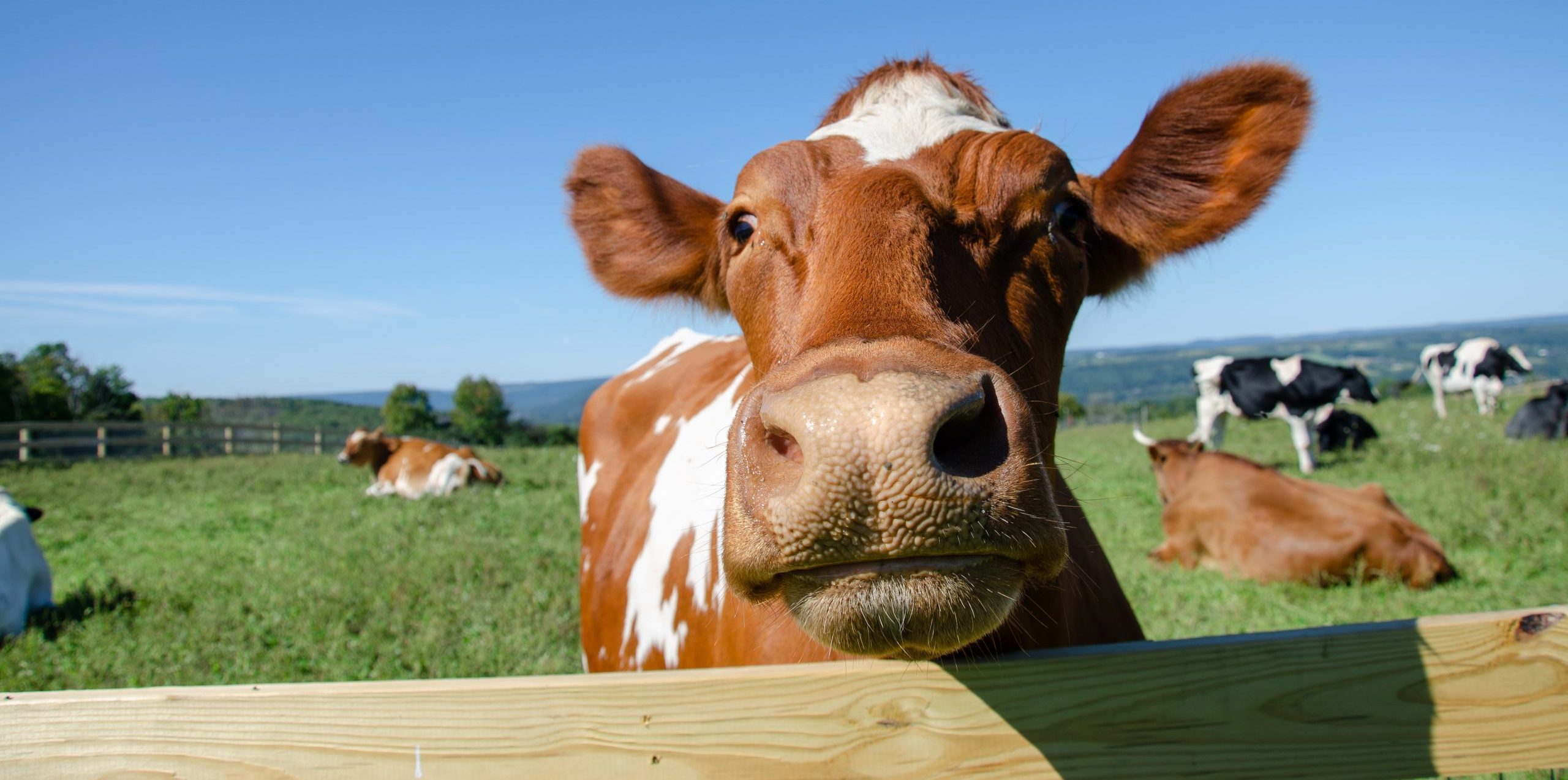 Gary steer at Farm Sanctuary. Gary steer at Farm Sanctuary.