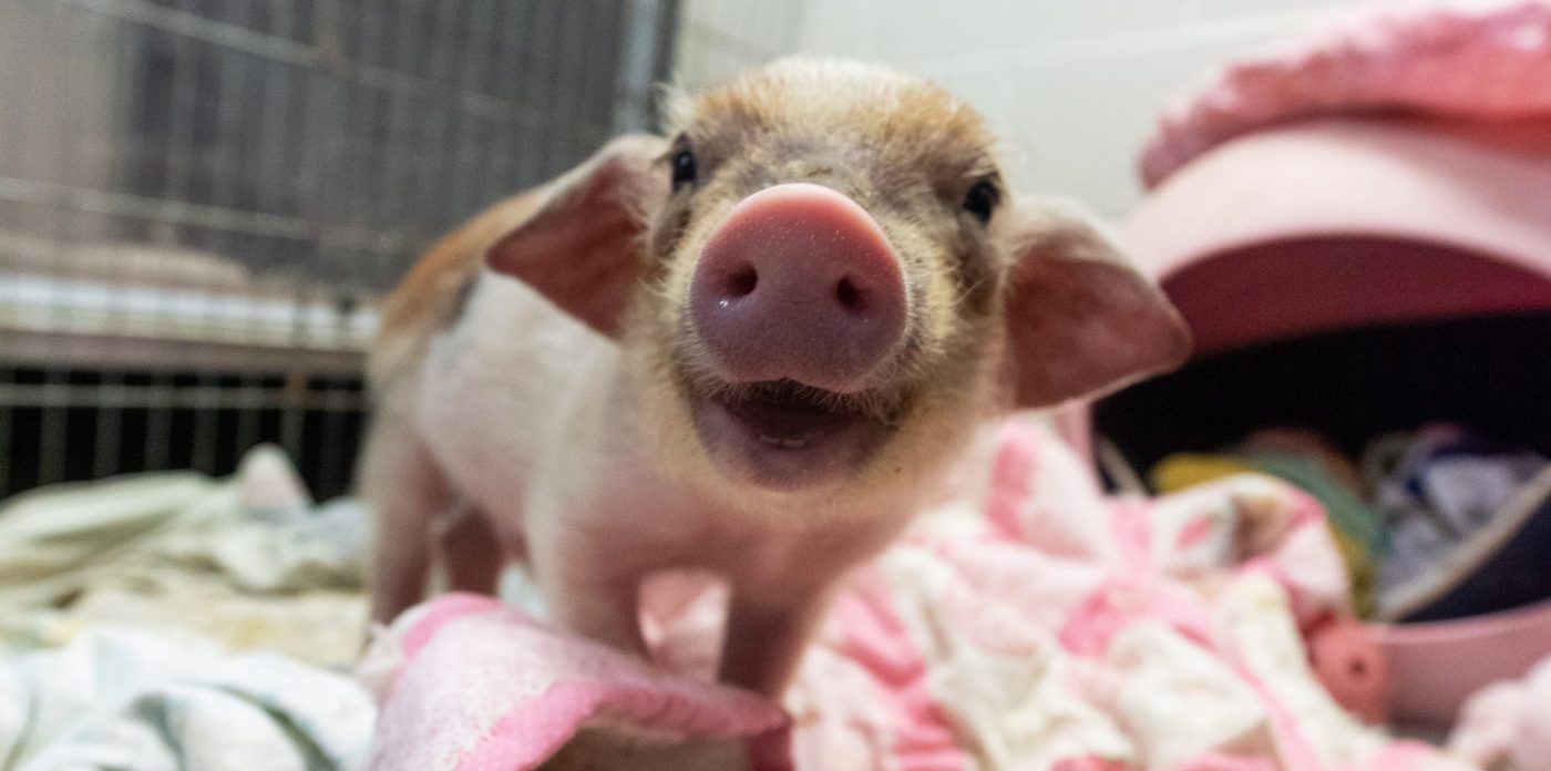 George piglet Animal slide 2