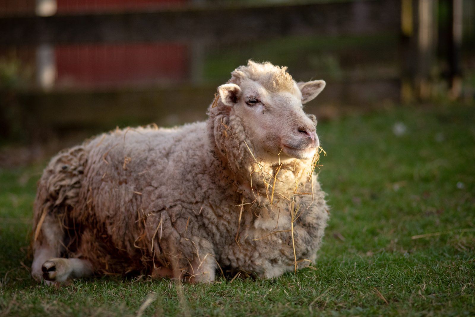 Red Barn Farm Rescue: Anatomy of a Cruelty Case - Farm ...