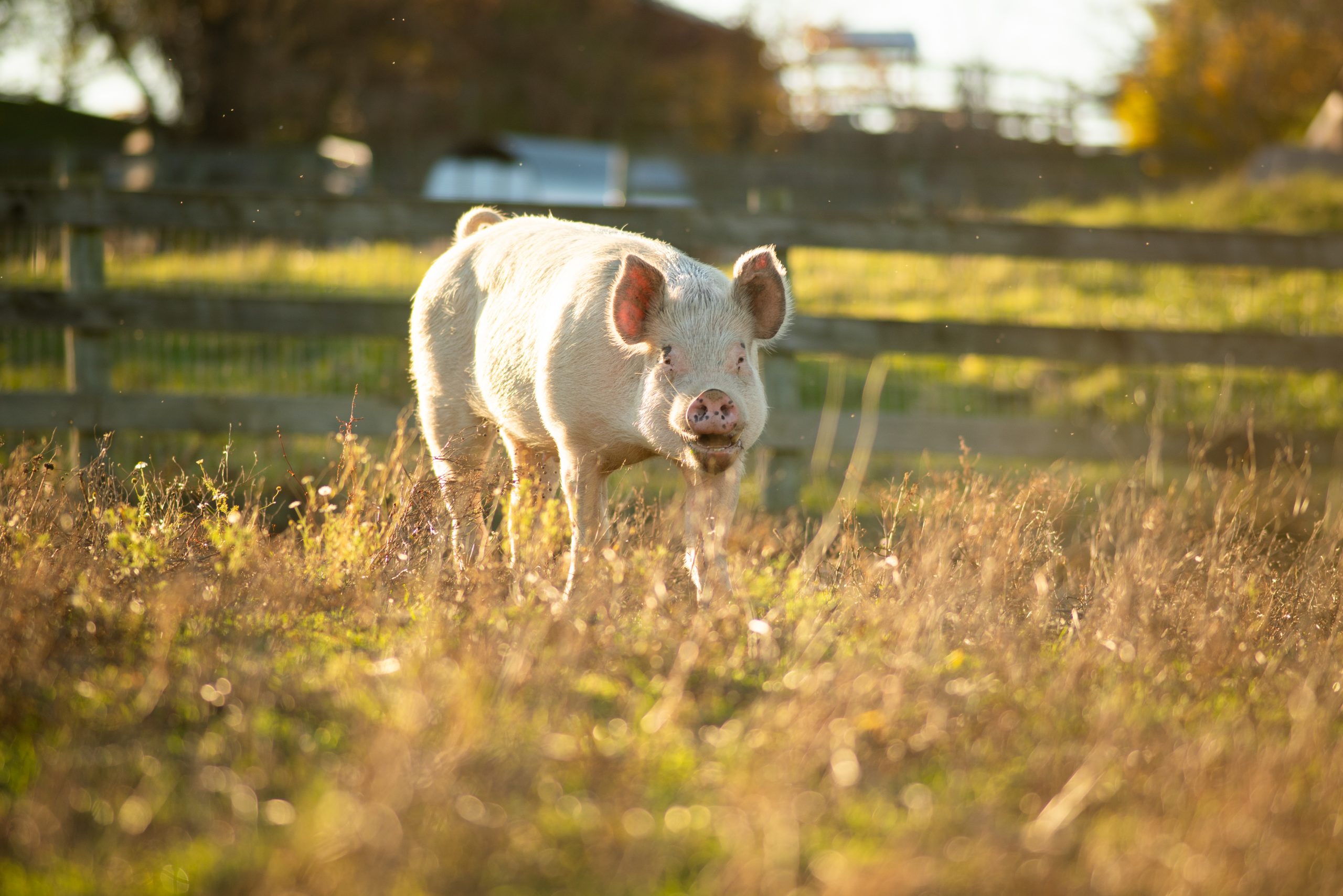 Bruce pig at Farm Sanctuary Bruce pig at Farm Sanctuary