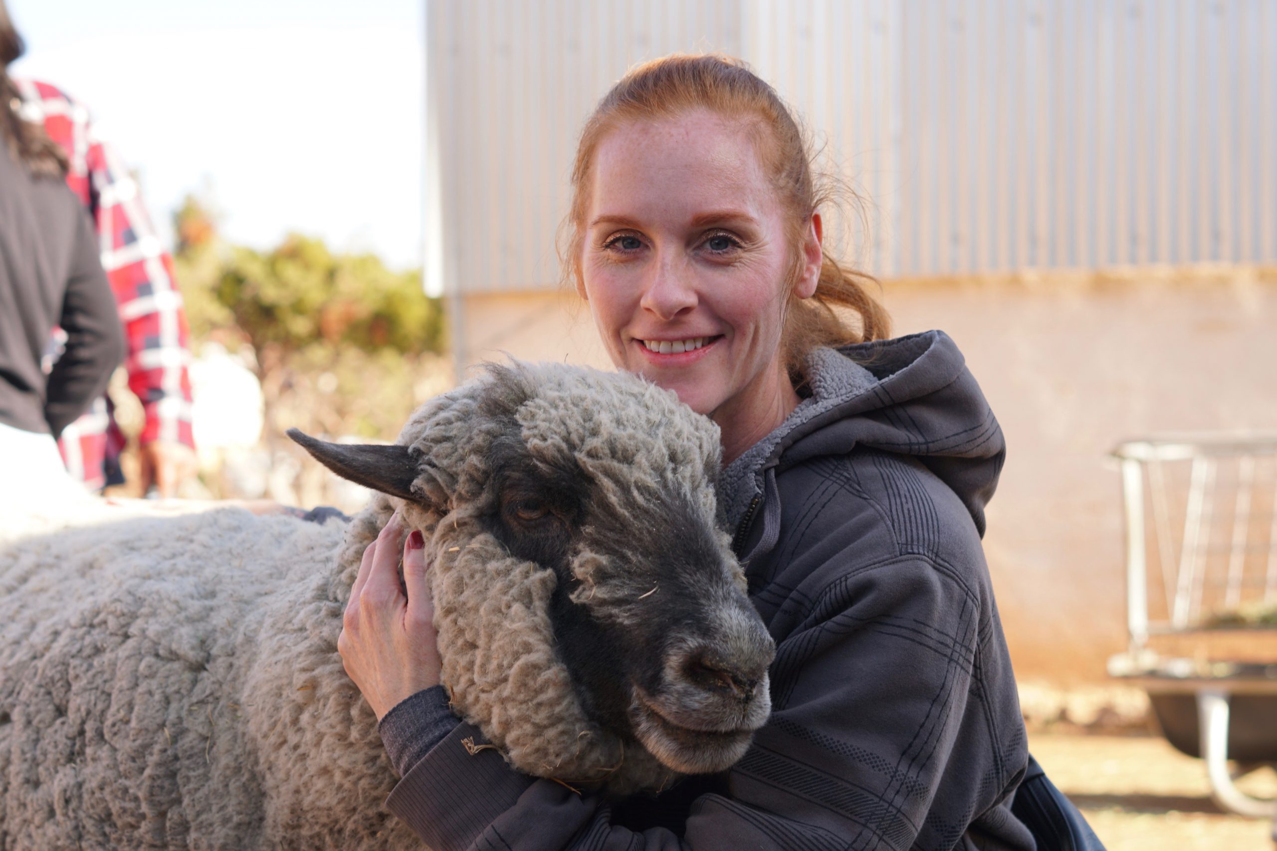 Woman hugs sheep at Farm Sanctuary Woman hugs sheep at Farm Sanctuary