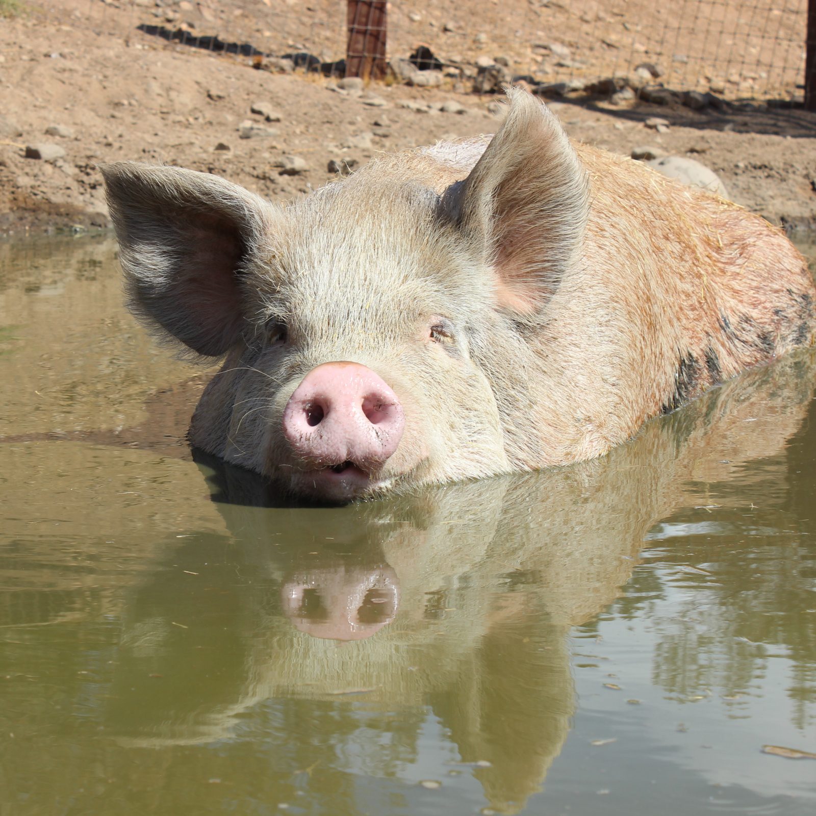 Von D in the mud at Farm Sanctuary Von D in the mud at Farm Sanctuary
