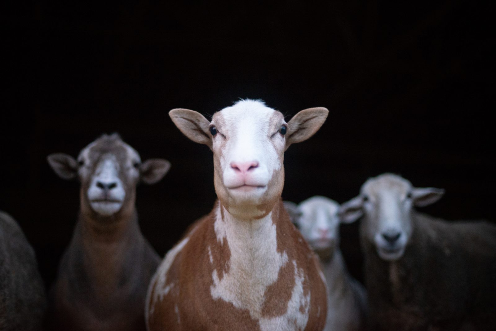 Adopt A Farm Animal Sponsor Rescued Animals Farm Sanctuary Adopt A Farm Animal Sponsor Rescued Animals Farm Sanctuary