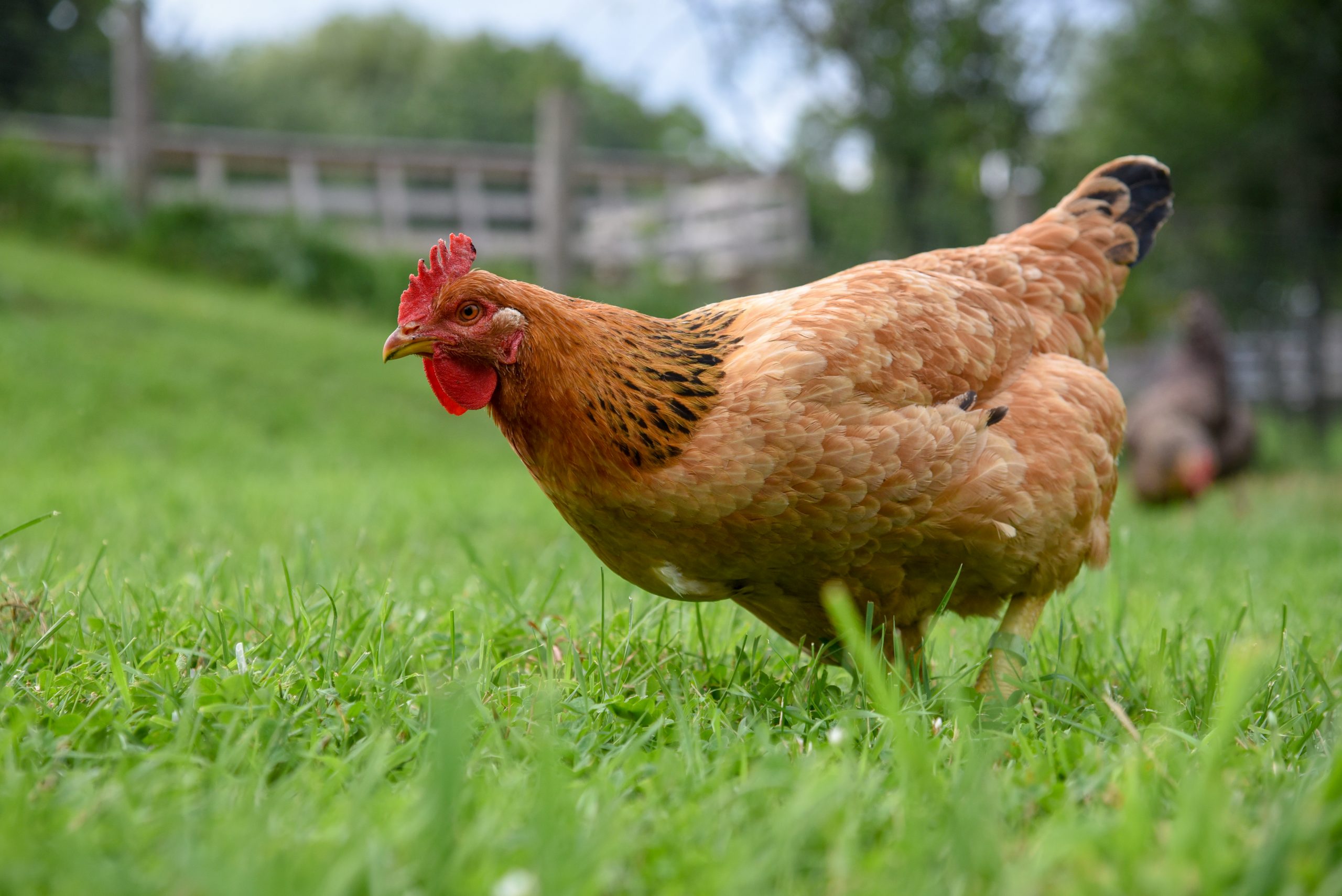 Chickens Farm Animals Farm Sanctuary