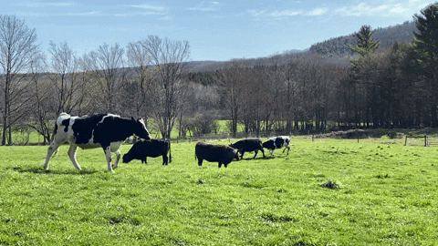 Cow jumps through green grass at Farm Sanctuary Cow jumps through green grass at Farm Sanctuary