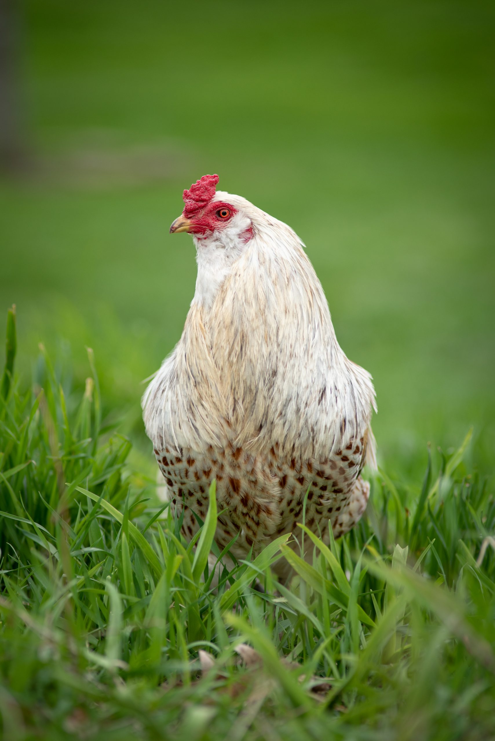 Norm rooster at Farm Sanctuary Norm rooster at Farm Sanctuary