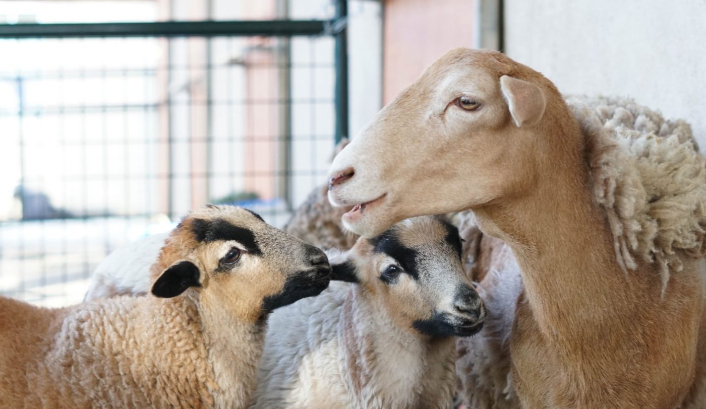 Katie, the mother sheep, with lambs Maple and Josie Katie, the mother sheep, with lambs Maple and Josie