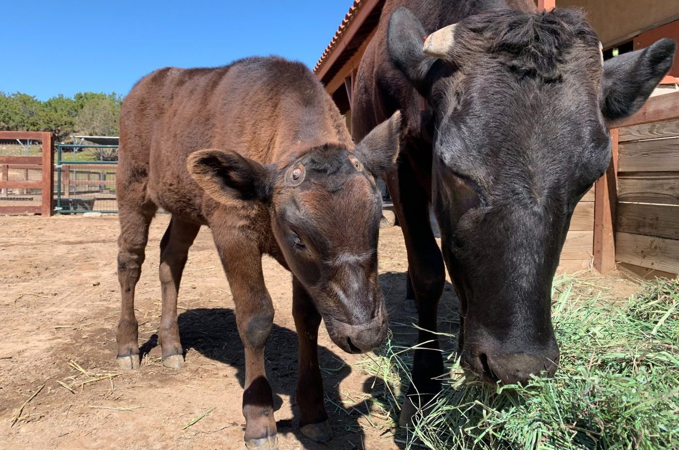 Joaquin Phoenix Rescues Mother Cow and Newborn Calf Day after Academy(02)