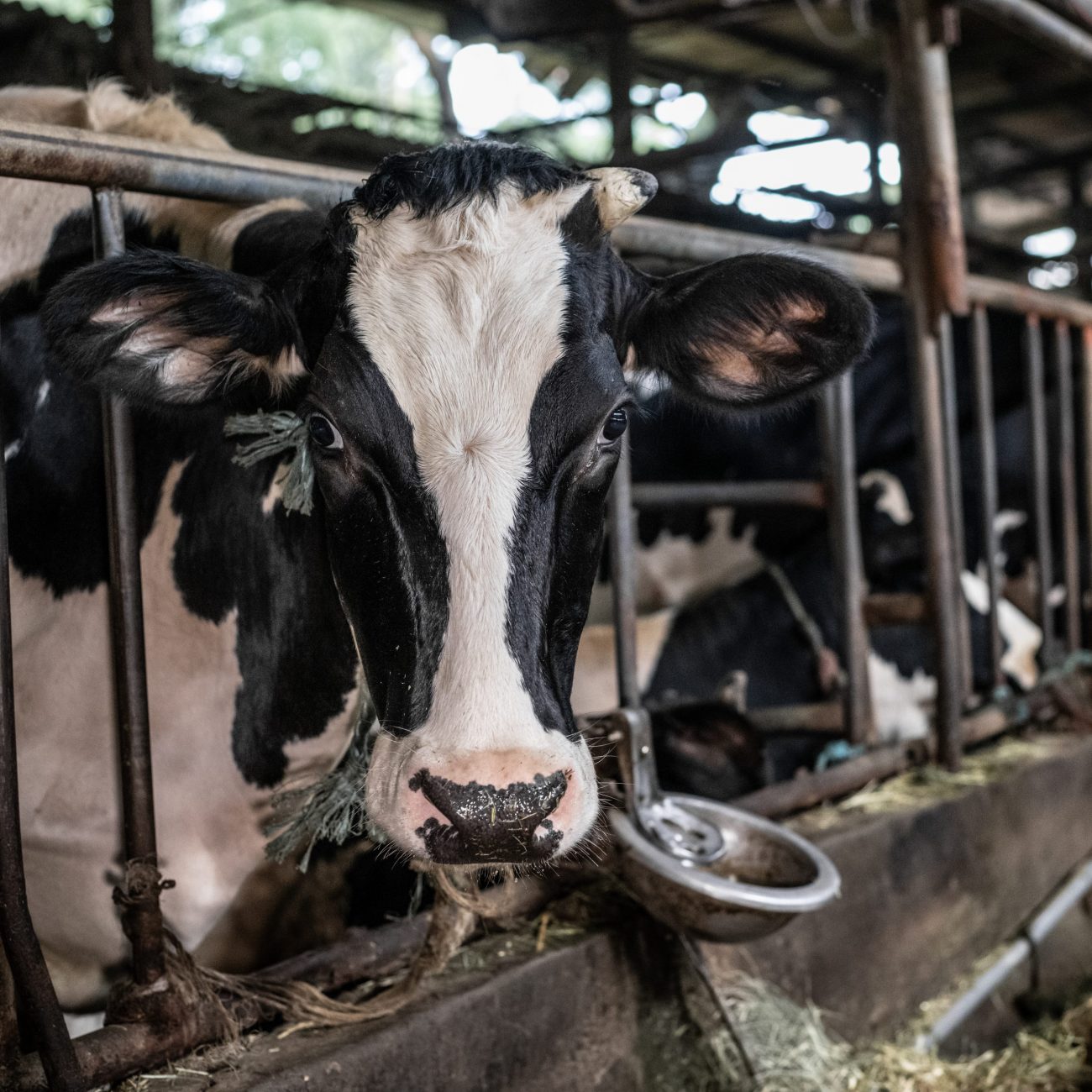 The Truth Behind "Humane Labels" Farm Sanctuary