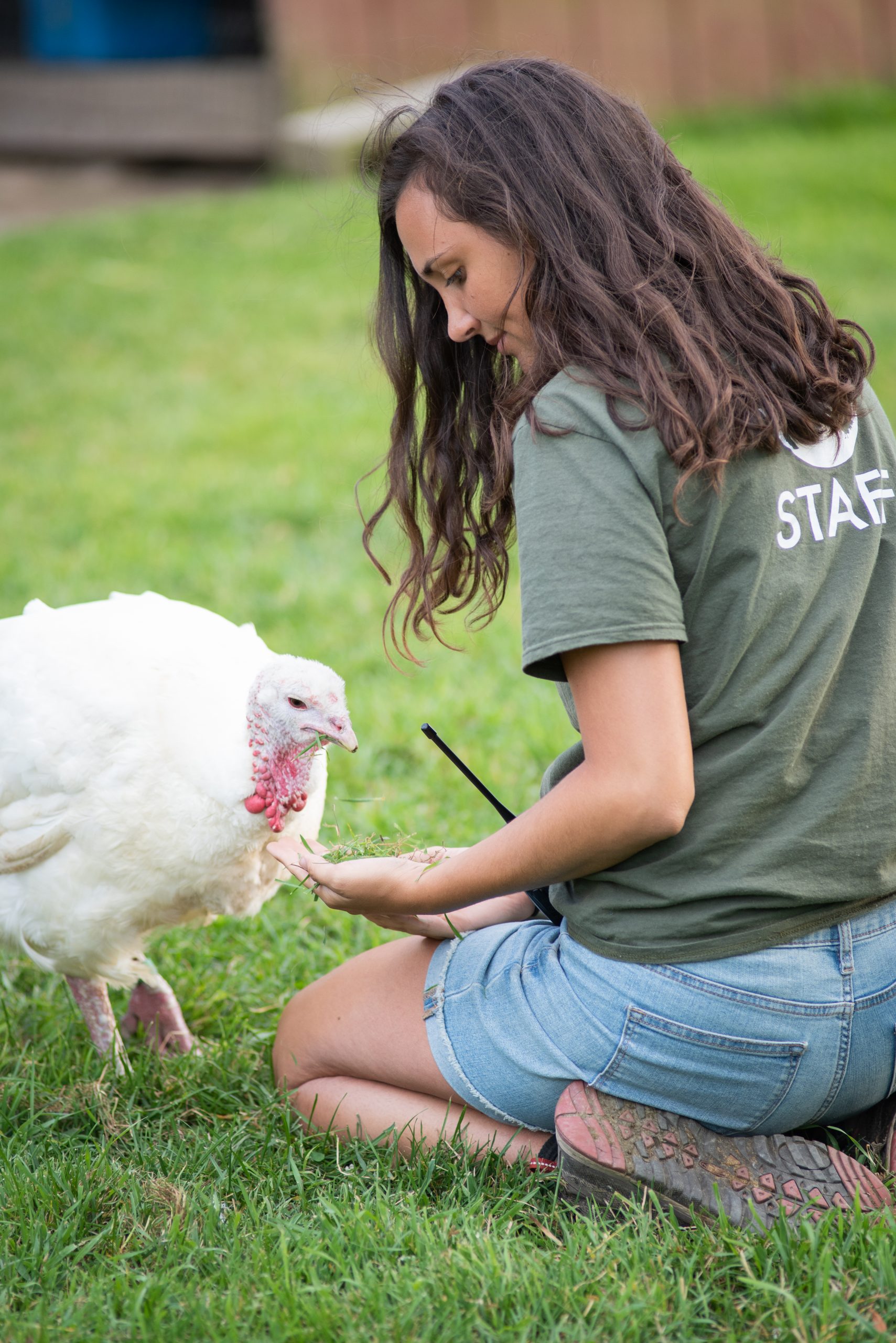 Maria staff with Pamela turkey at Farm Sanctuary Maria staff with Pamela turkey at Farm Sanctuary