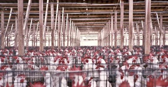 Morning Joe Header Morning Joe Header