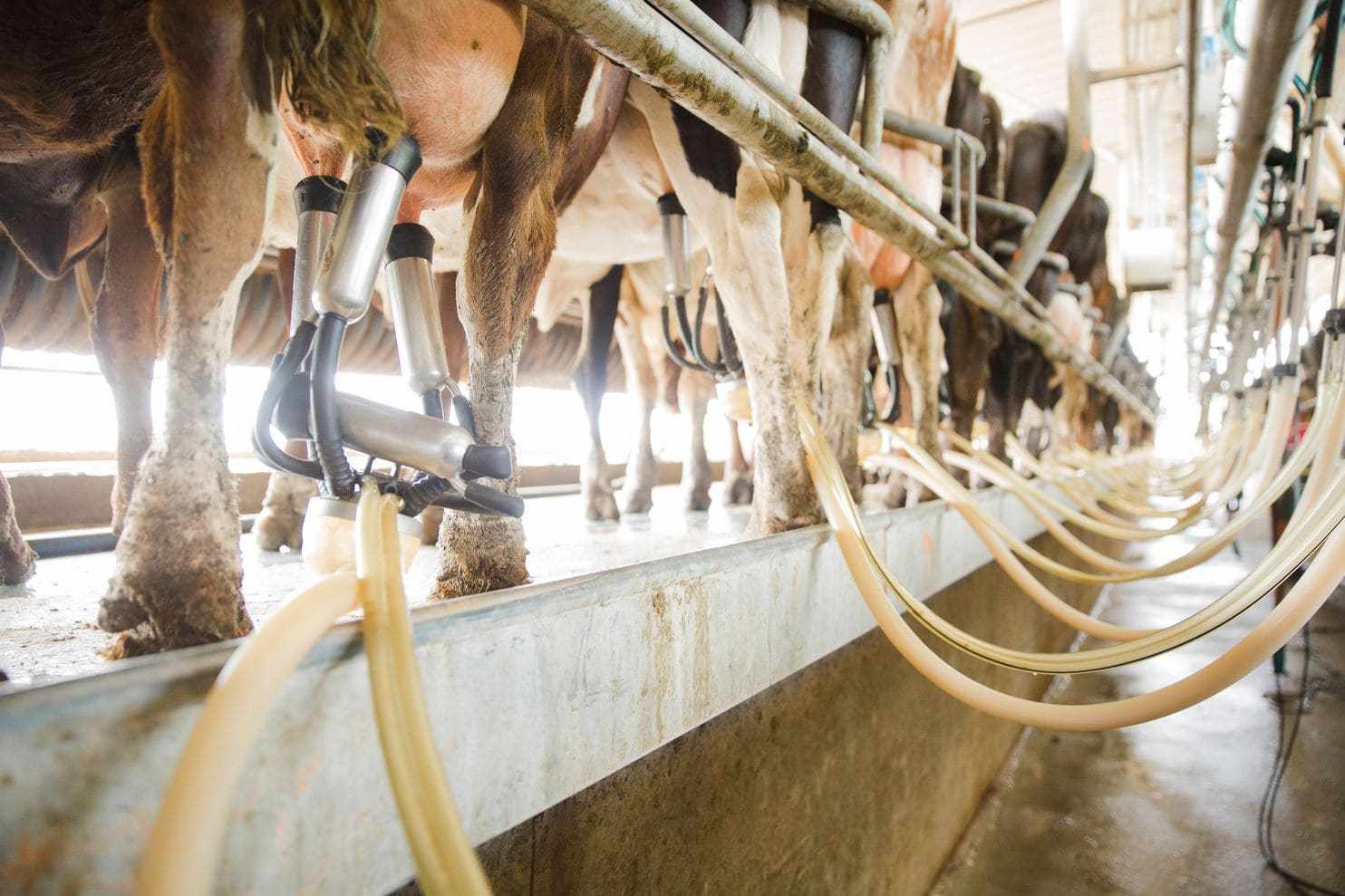Cows are milked at Seven Oaks Dairy in Waynesboro, Ga., in March. (Kevin D. Liles for The Washington Post) Cows are milked at Seven Oaks Dairy in Waynesboro, Ga., in March. (Kevin D. Liles for The Washington Post)