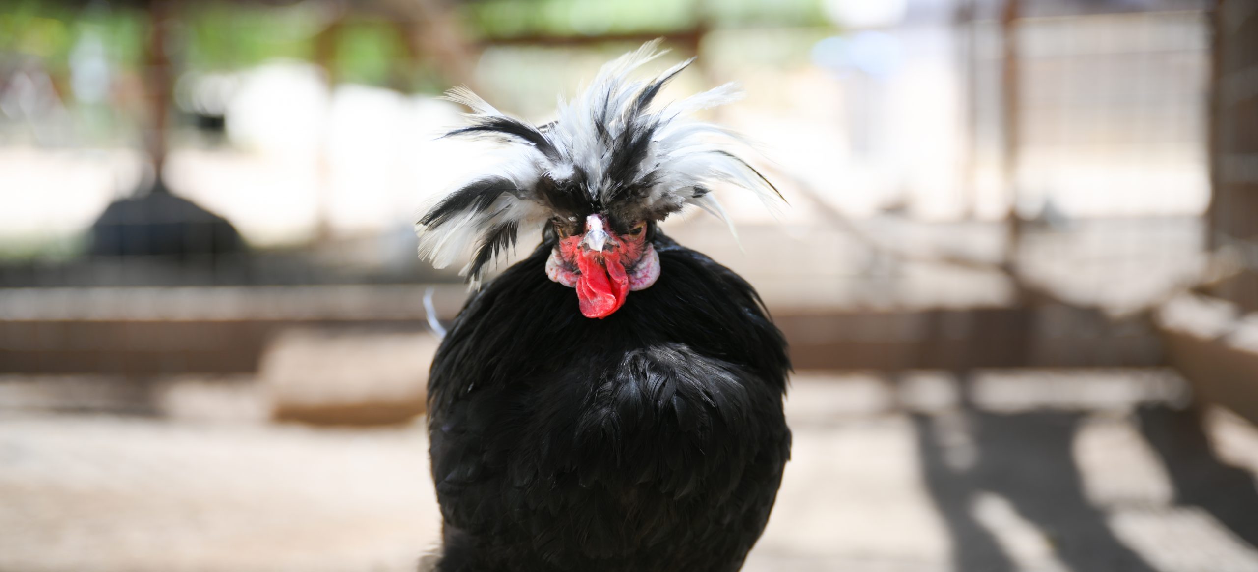 rooster adoption near me