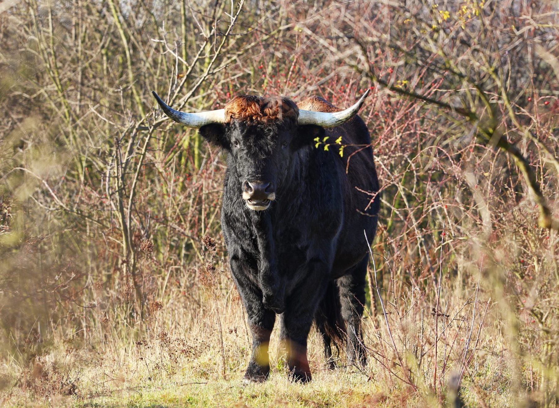 Tauros Programme started ecological restoration and rewilding of Aurochs - Bos primigenius