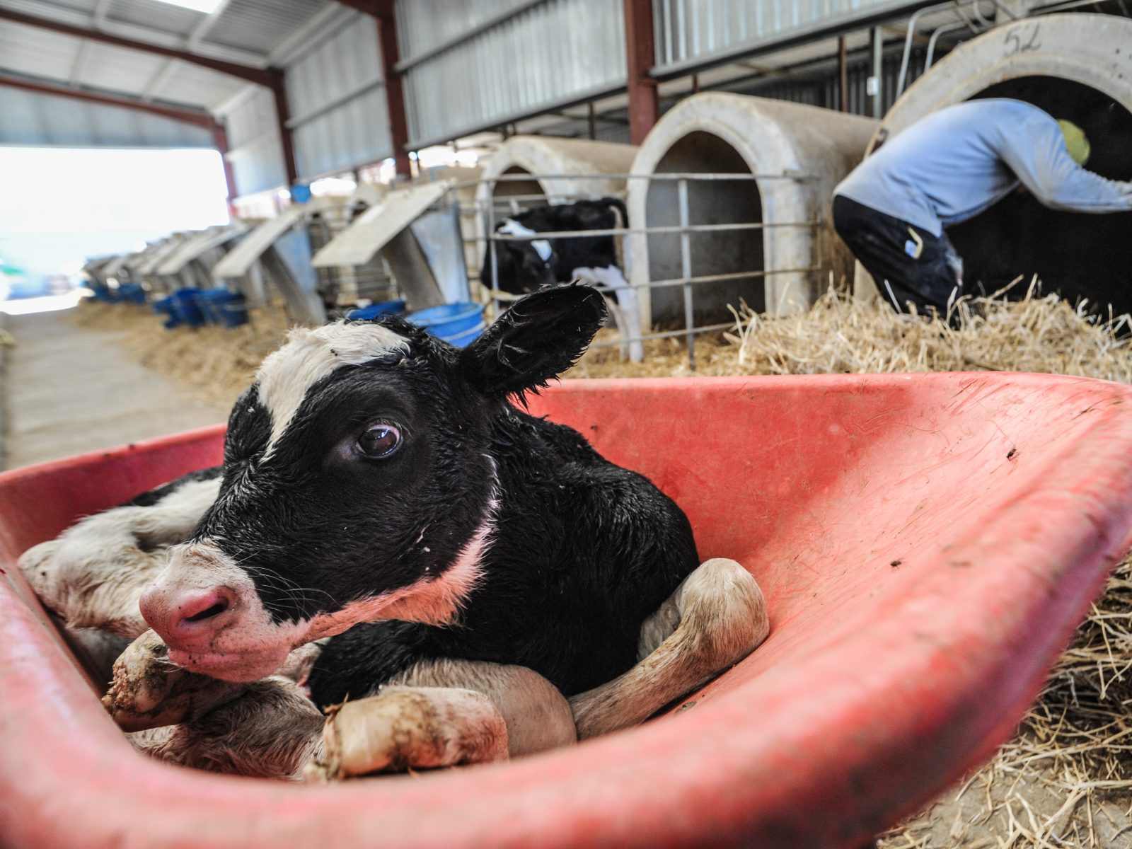 Still wet from birth, a calf is wheeled away from her mother to the veal crates at a dairy farm. Spain, 2010
