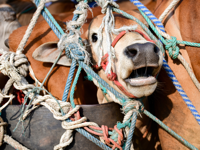Cattle on a cattle transporter truck