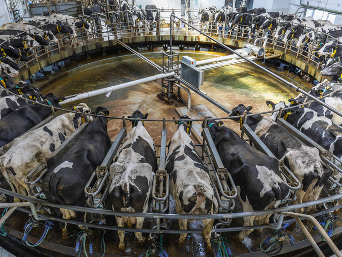 Carousel milking parlor for cows