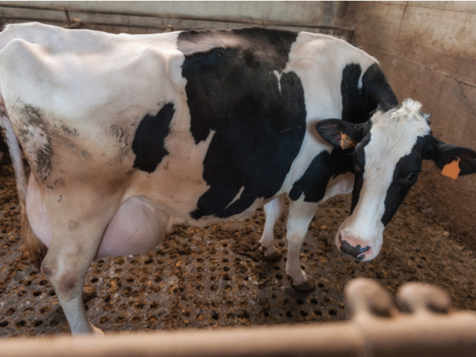 Pregnant cow in the stable with hay