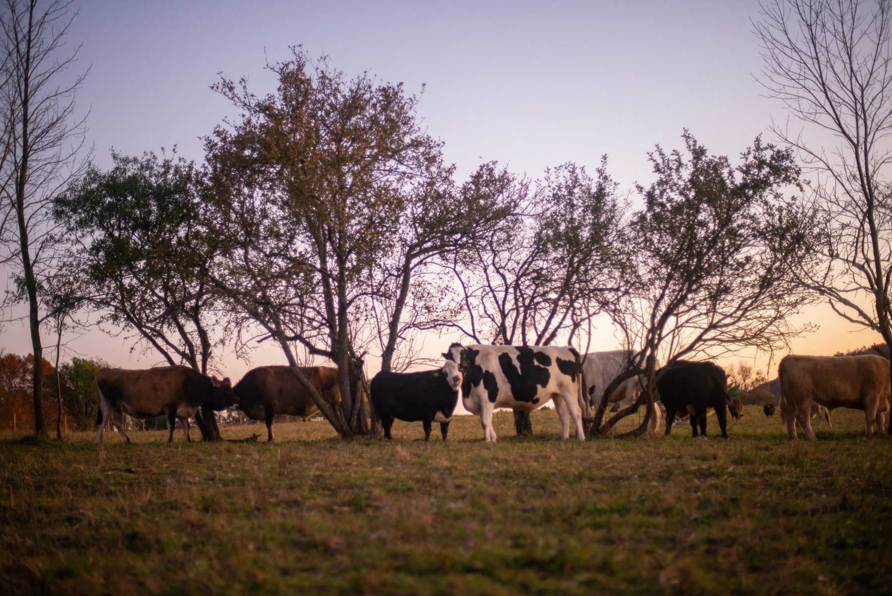 Main cattle herd at sunset at Farm Sanctuary Main cattle herd at sunset at Farm Sanctuary